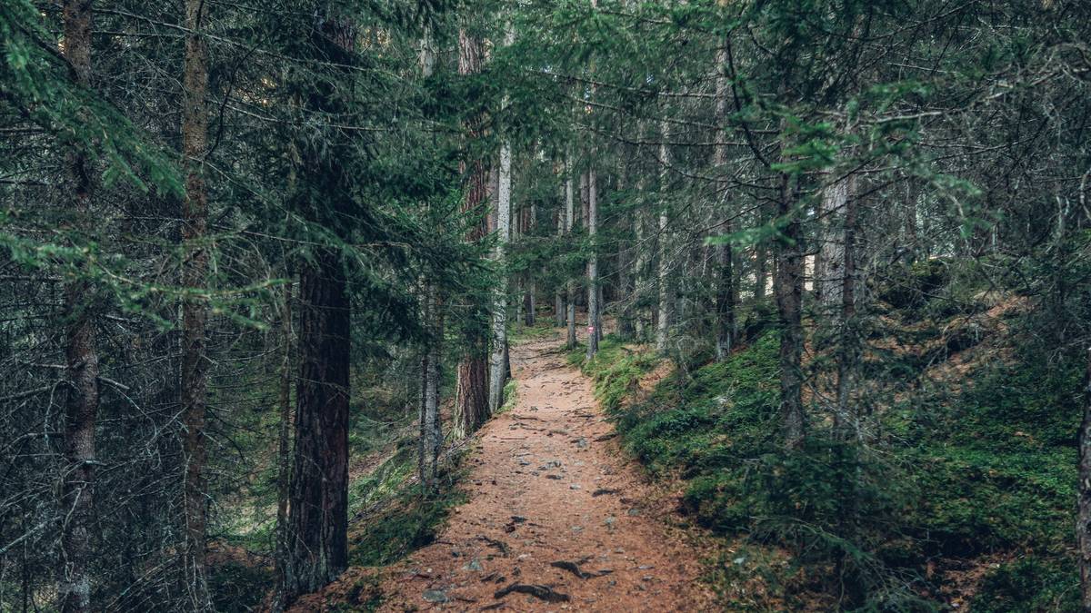 A scenic mountain trail surrounded by lush trees