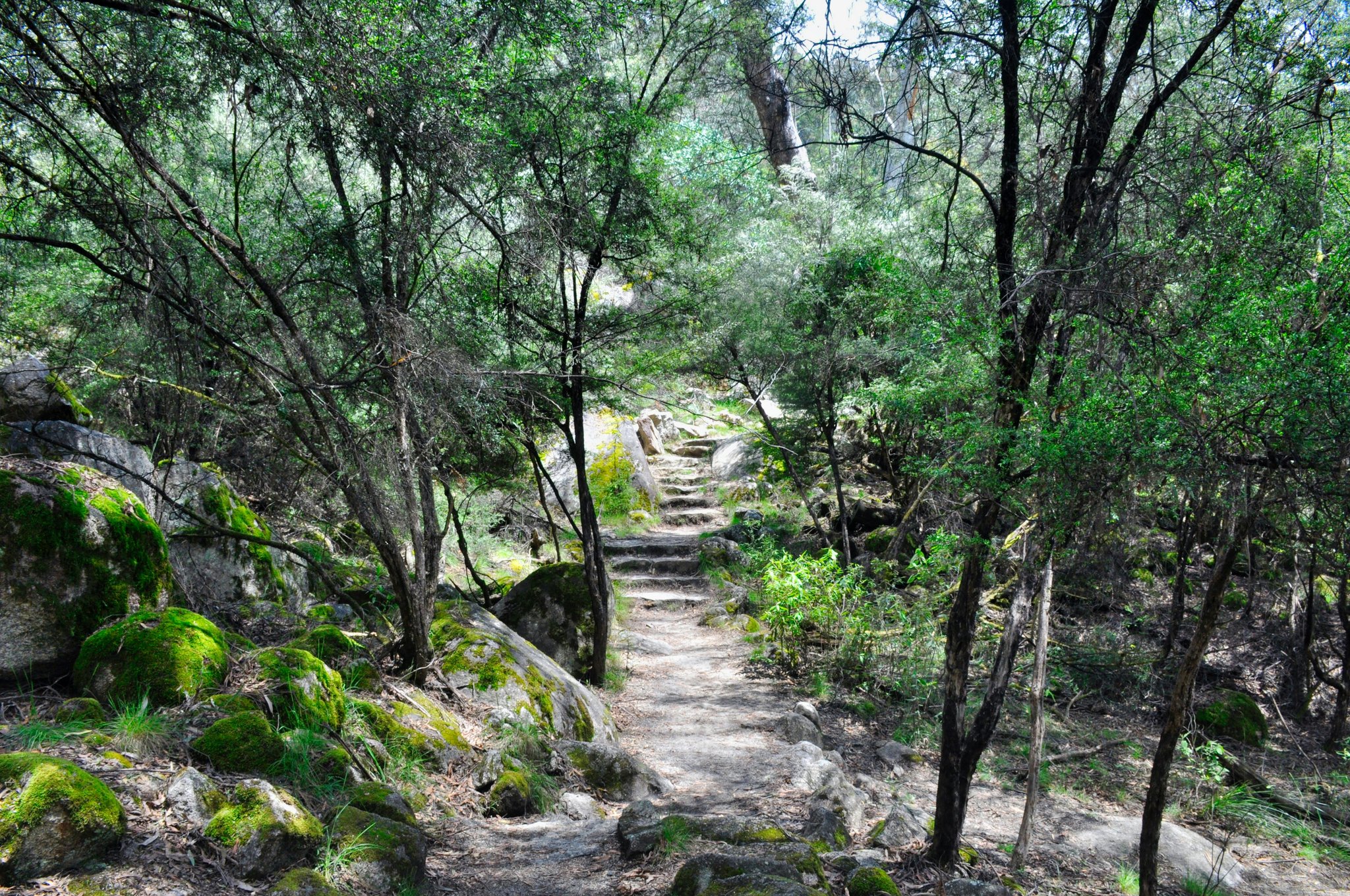 How Nature Trails Can Transform Your Weight Loss Journey (Without Feeling Like a Treadmill Torture)
