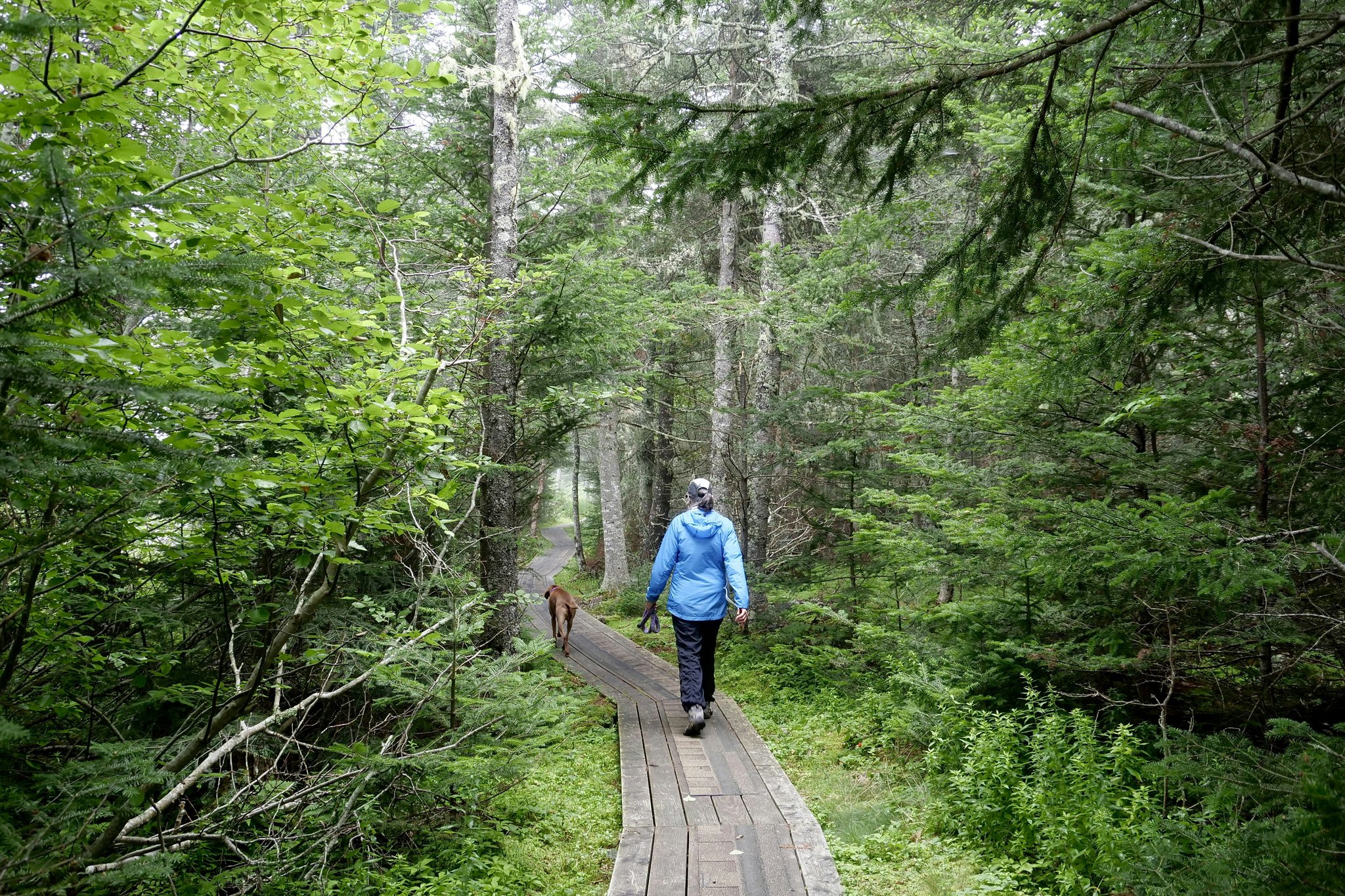 A serene forest trail winding through tall trees