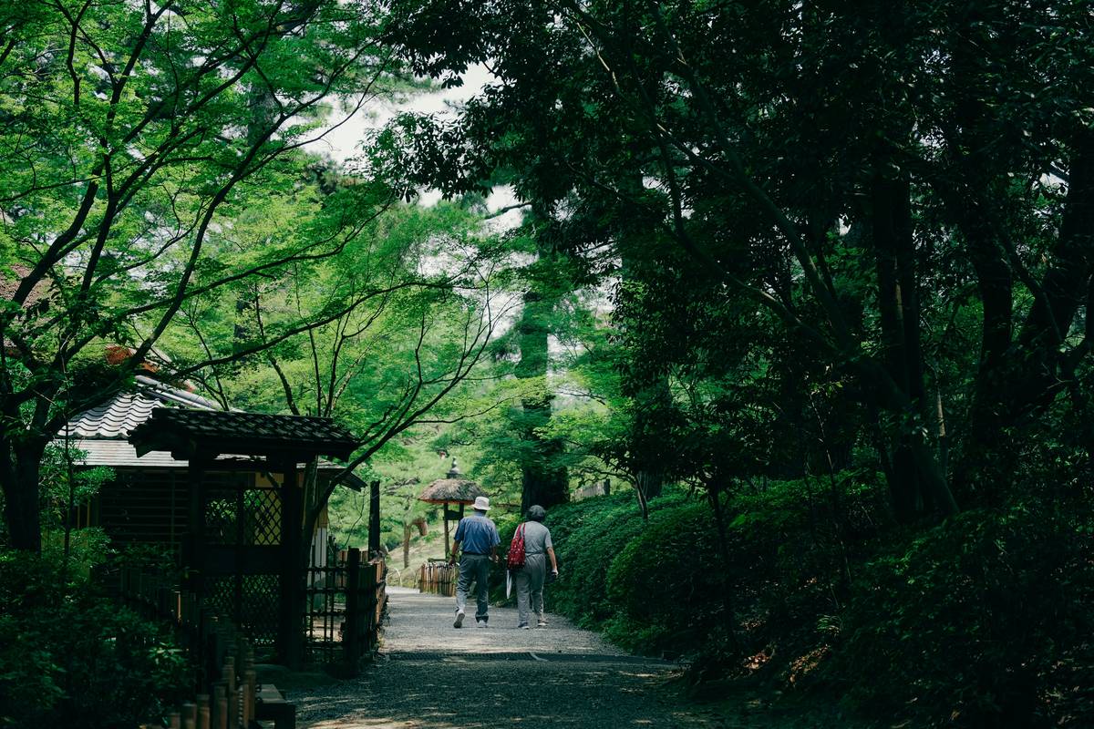 A scenic forest path winding through tall trees, perfect for a peaceful hike