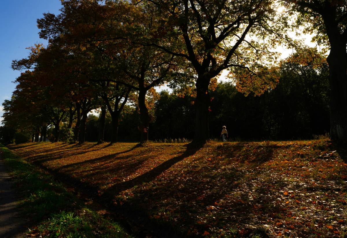 A scenic view from a forest trail overlooking mountains