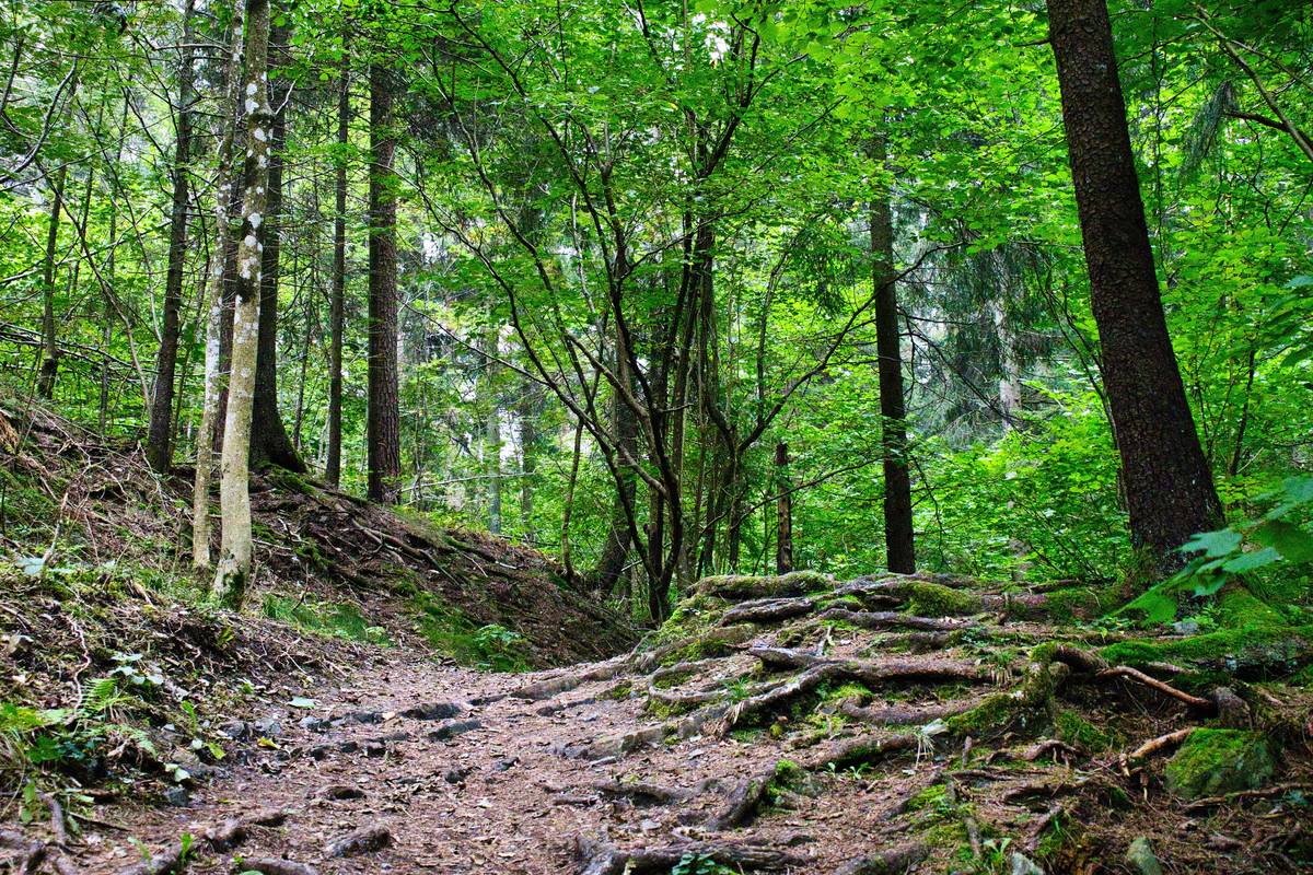 A serene forest trail ideal for gentle hiking