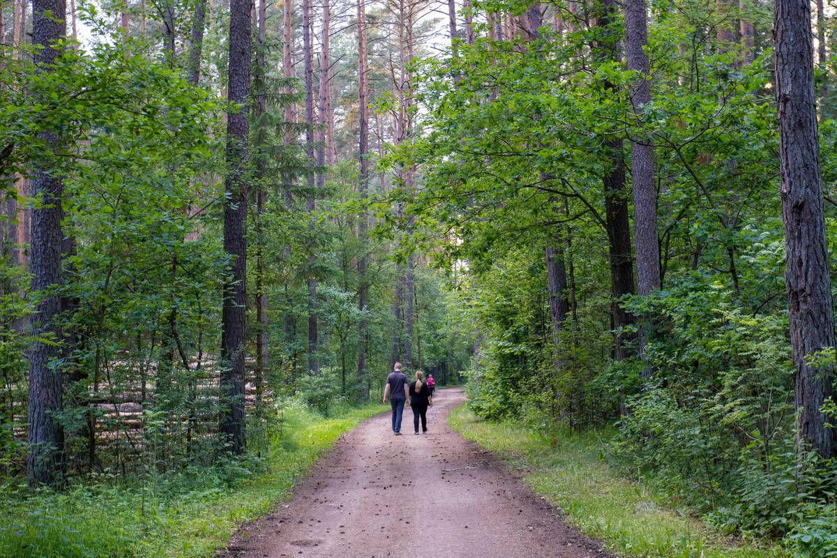 A serene hiking trail surrounded by lush greenery.