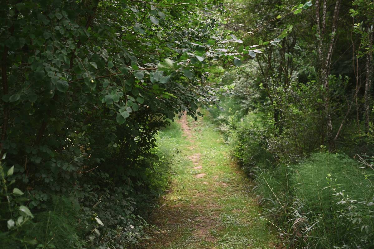A winding trail surrounded by lush greenery leading to a mountain view.