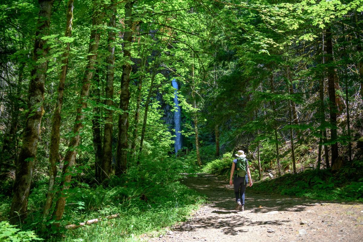 Forest Walk Fitness: How Hiking Can Transform Your Weight Loss Journey
