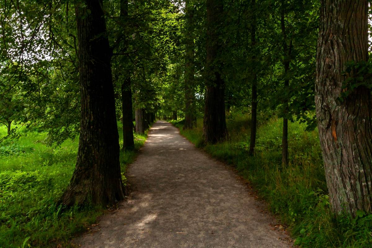 Green Walk Loss: How Hiking Can Transform Your Weight Loss Journey