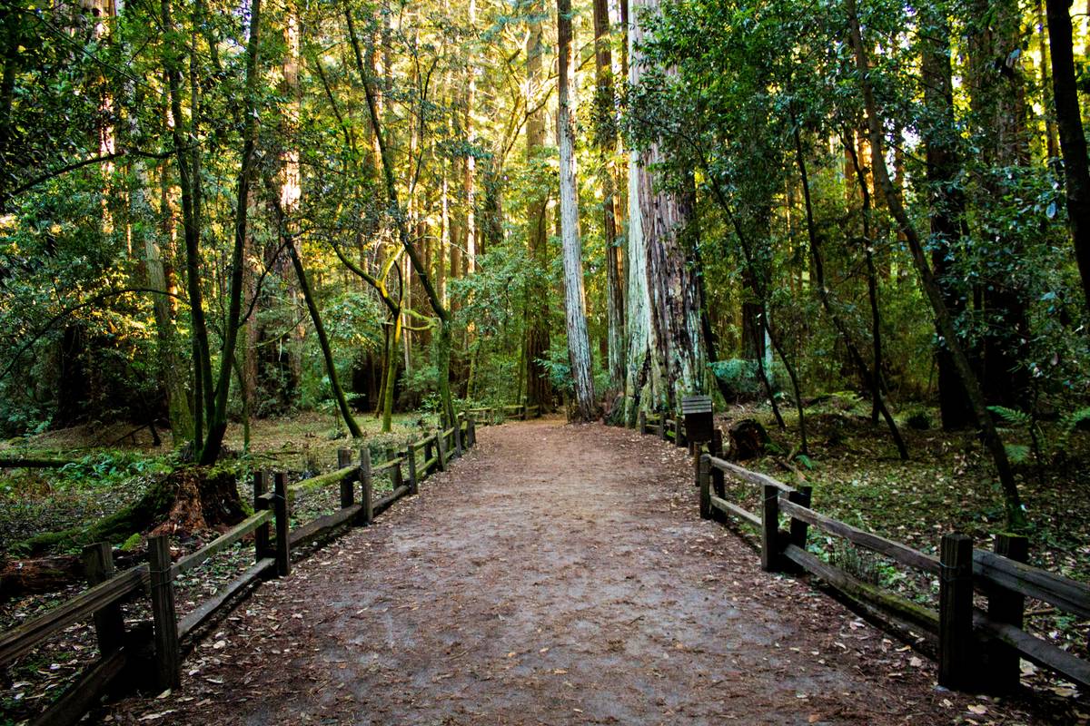 Why a Nature Trail Stroll is Your Secret Weapon for Weight Loss