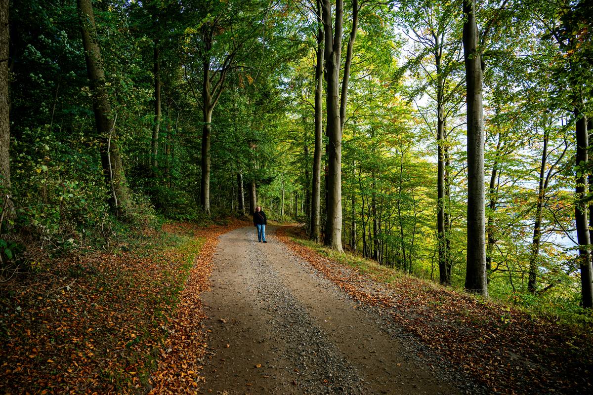 A scenic hiking path surrounded by tall trees leading into a valley.