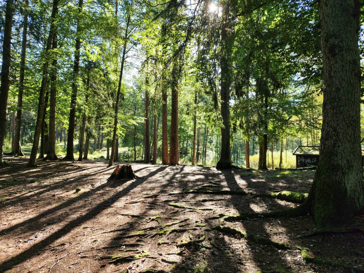 A scenic trail winding through lush green woods under sunlight.