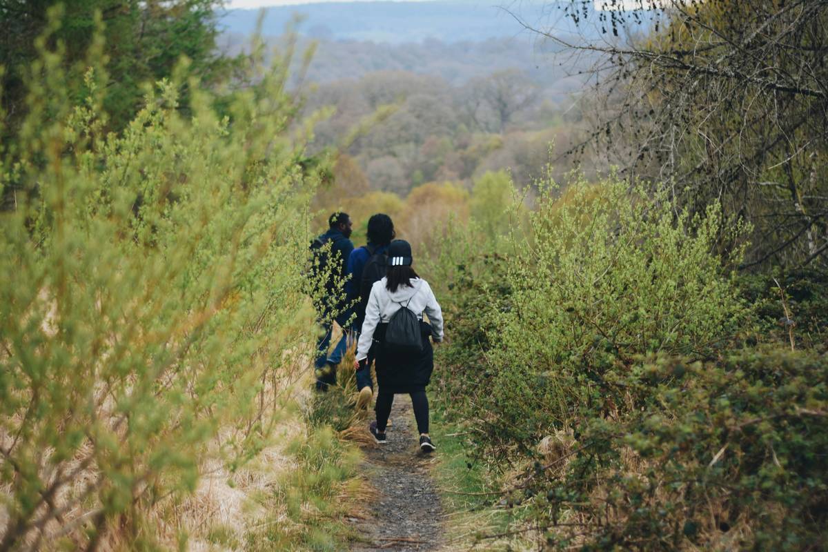 A scenic view of a forest trail with lush green trees and sunlight filtering through branches