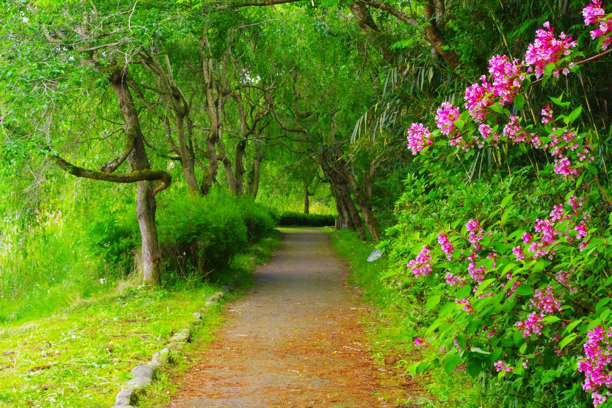 Gentle Stroll Weight: How Hiking Can Be Your Secret Weapon for Weight Loss