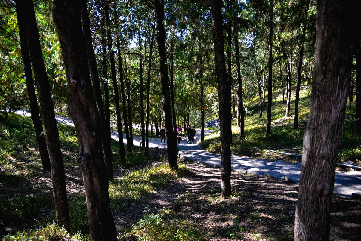 How a Simple Park Stroll Health Routine Can Transform Your Weight Loss Journey