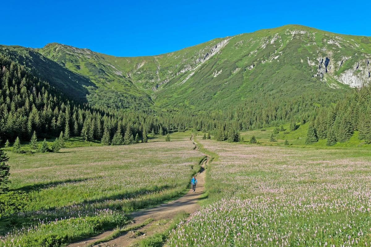 Eco Meadow Fitness: How Hiking in Nature Burns Fat, Builds Joy, and Beats the Treadmill