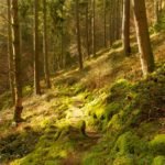 Forest Path Health: How Hiking Through the Woods Burns Fat, Heals Stress, and Reboots Your Body