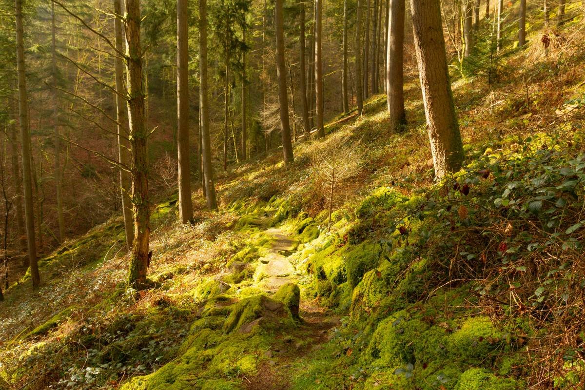 Forest Path Health: How Hiking Through the Woods Burns Fat, Heals Stress, and Reboots Your Body