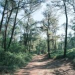 How a “Walk Meadow Boost” Can Transform Your Weight Loss Journey (Without the Gym)