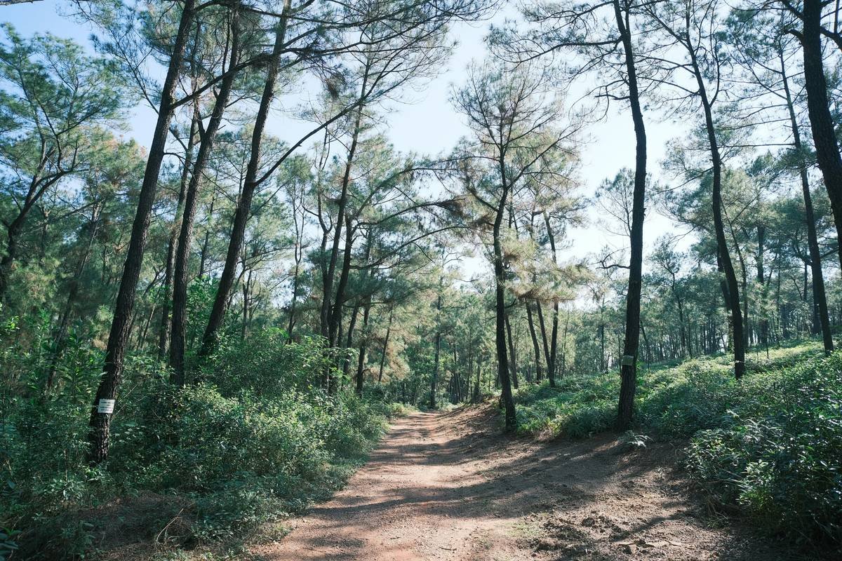 How a “Walk Meadow Boost” Can Transform Your Weight Loss Journey (Without the Gym)