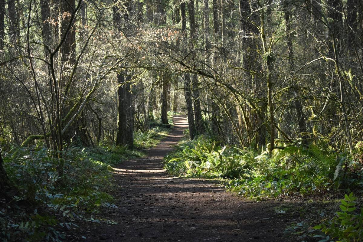 Infographic showing calorie burn: treadmill (240 cal/hr) vs. forest hiking (310 cal/hr) for 155-lb person
