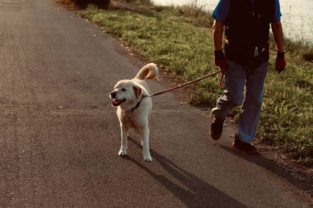 man in blue t-shirt and blue denim jeans holding yellow labrador retriever