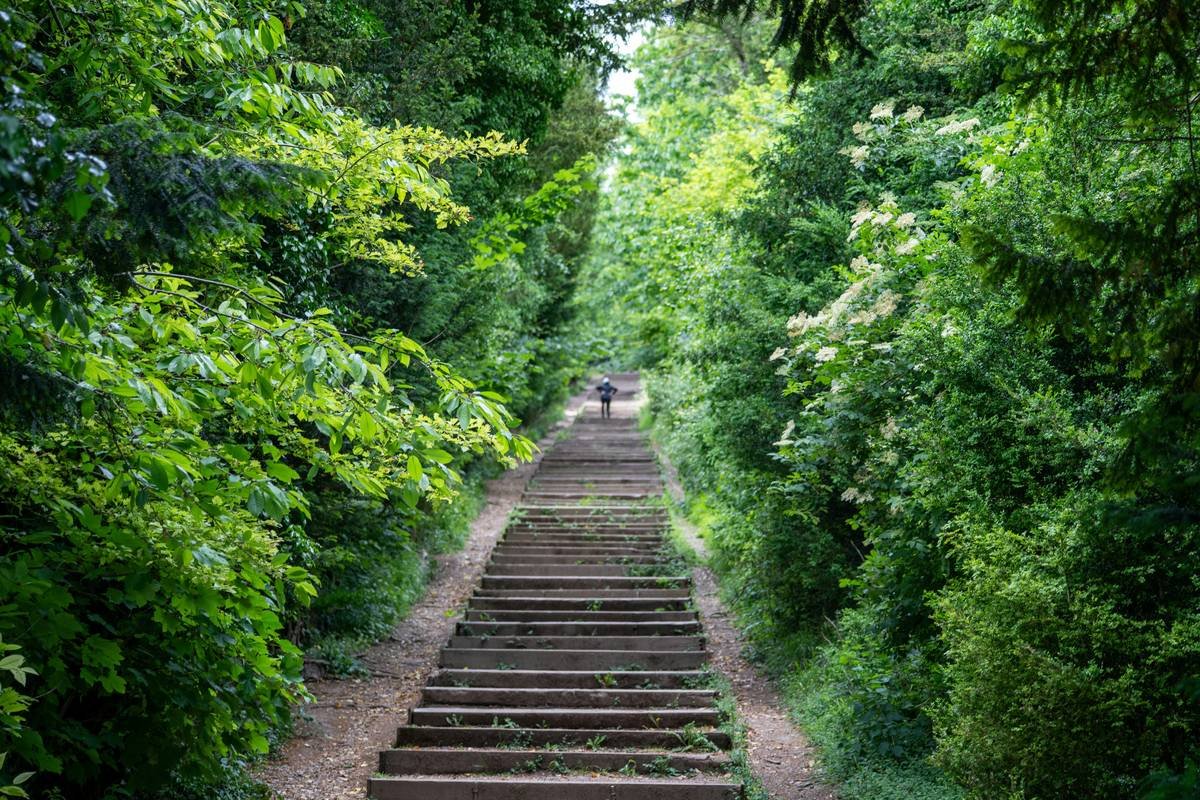Stone staircase leading up through a lush green forest.
