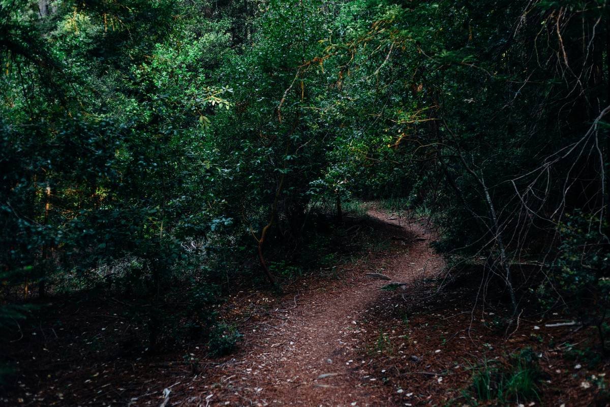 Wooded Path