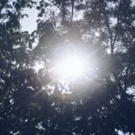 Woodland Path Loss: How Hiking Through Forest Trails Burns Fat Better Than the Treadmill