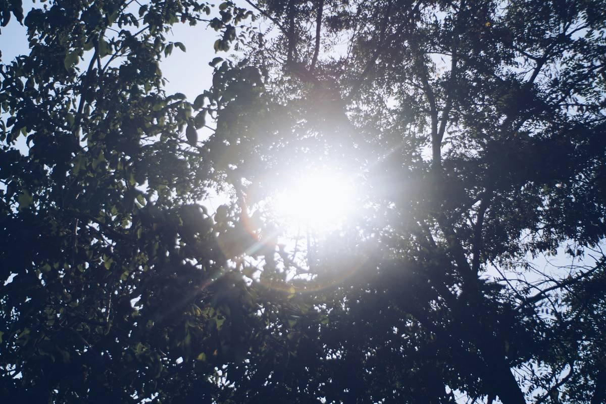 Woodland Path Loss: How Hiking Through Forest Trails Burns Fat Better Than the Treadmill