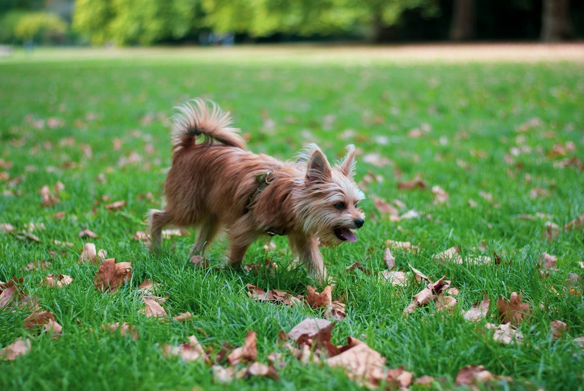 A dog on the grass