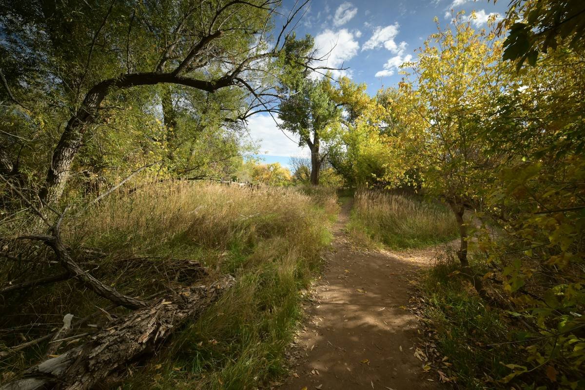 A winding dirt path through a sunlit autumn forest.