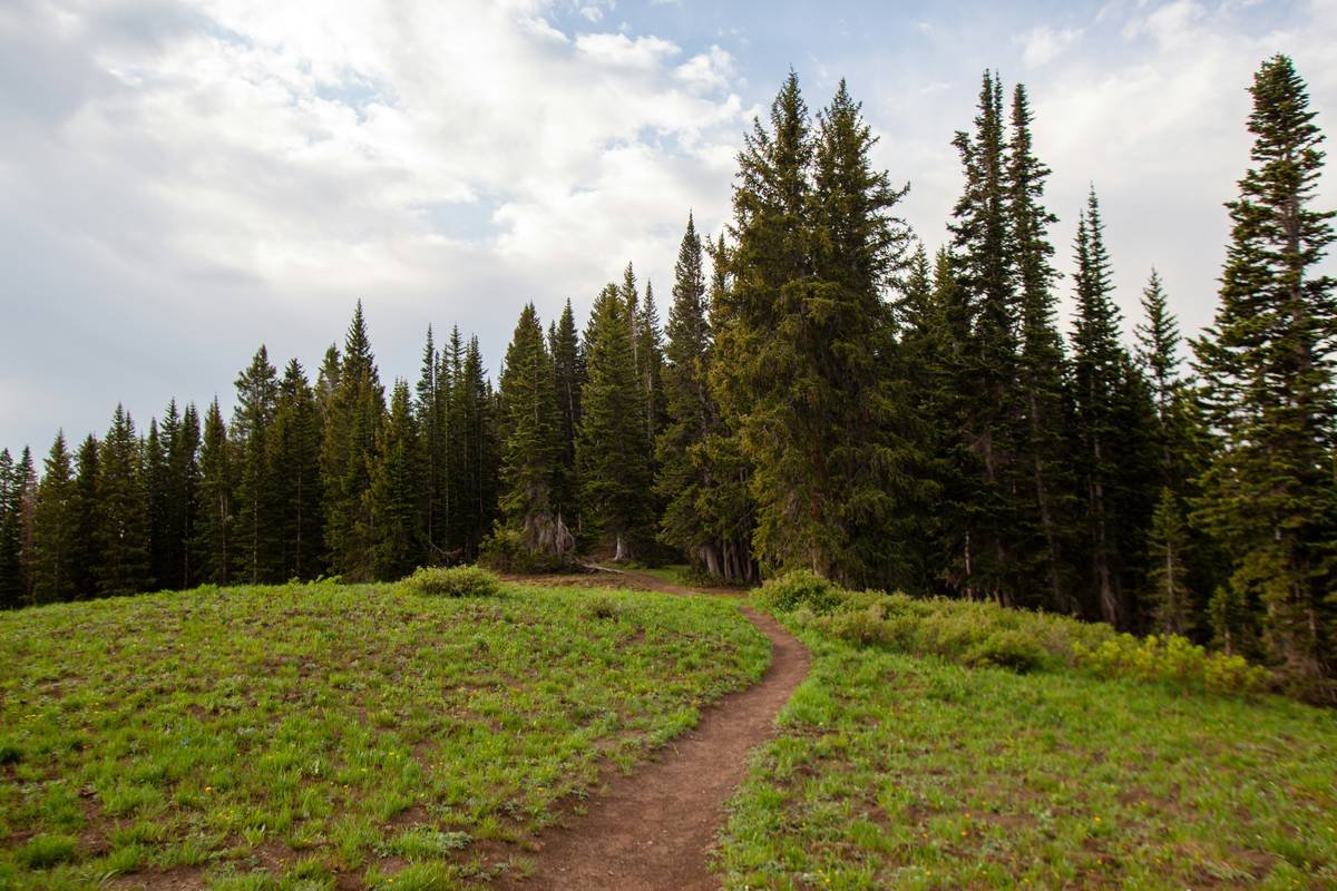 green pine trees under white clouds during daytime